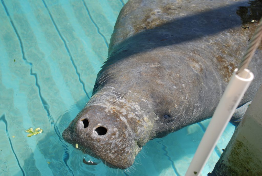 Photograph of a Manatee