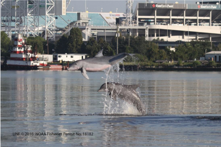 Protecting bottlenose dolphins from coastal construction